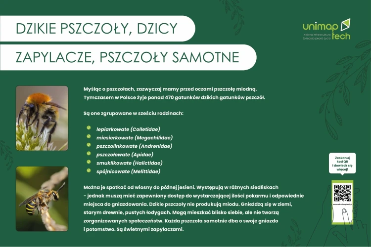 TAB-EDU-dzikie-pszczoly.jpg